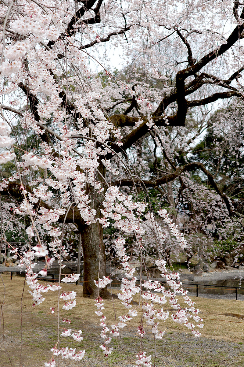 京都御苑「近衛邸跡の糸桜」