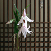 楕円吊り花瓶・小・福地ガラス工房