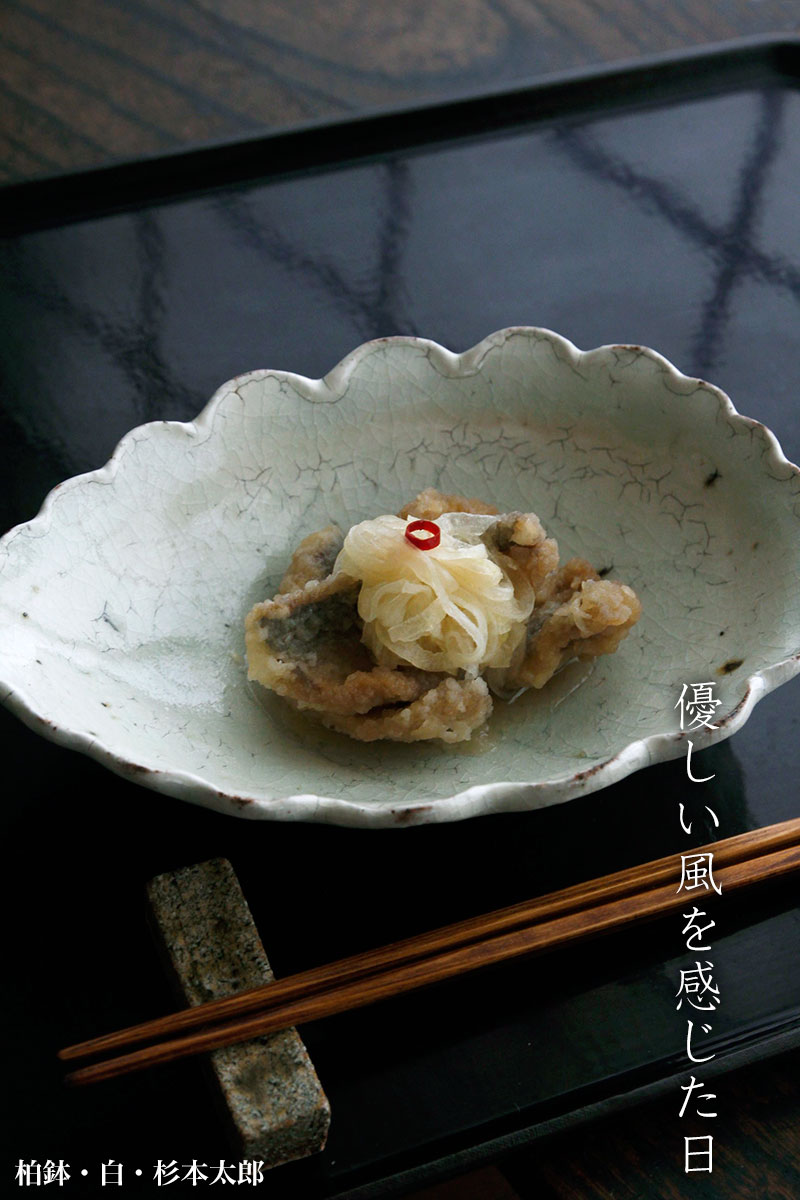 柏鉢・白・杉本太郎 柏鉢・白・杉本太郎