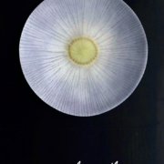 ガラス：薄皿・菊・青紫15.5cm・d.Tam