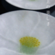 ガラス:薄皿・椿・16.5cm・d.tam