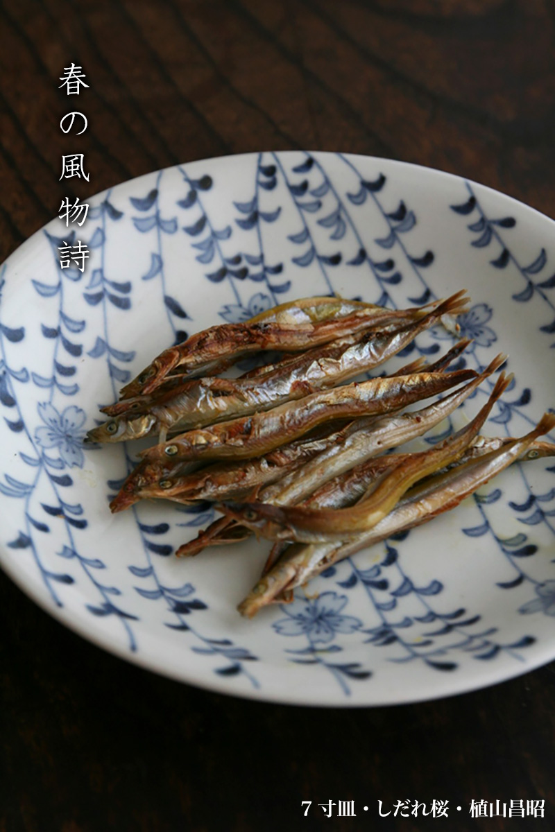 染付:7寸皿・しだれ桜・植山昌昭《 染付:7寸皿・しだれ桜・植山昌昭《